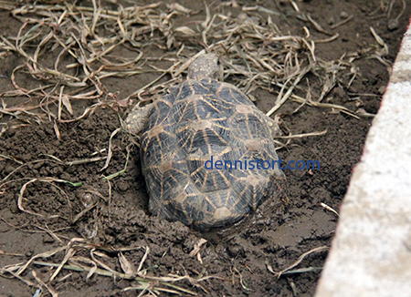 Star tortoise breeding